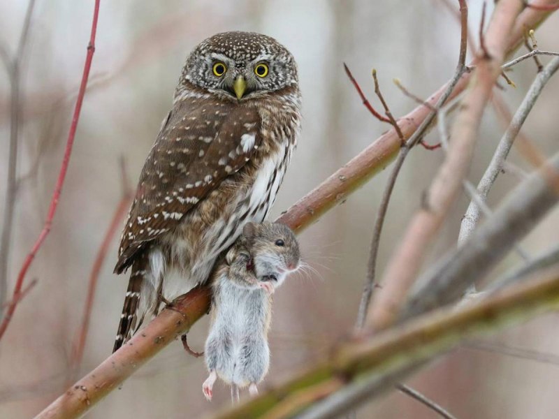 Воробьиный Сыч - Glaucidium passerinum