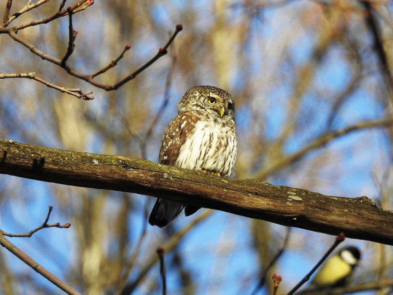 Воробьиный сычик (Glaucidium passerinum)