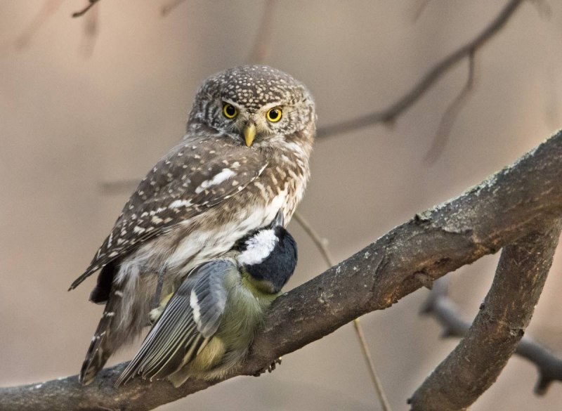 Воробьиный сычик (Glaucidium passerinum)