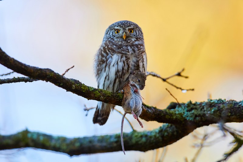 Воробьиный Сыч (Glaucidium passerinum l.),