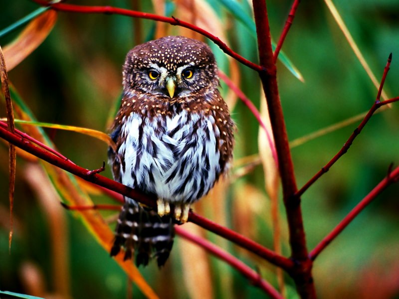 Воробьиный Сыч - Glaucidium passerinum