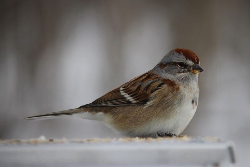 Swamp Sparrow