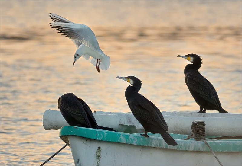 Корморан птица морская