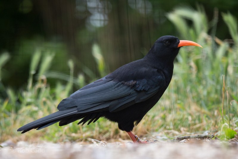 Pyrrhocorax Pyrrhocorax