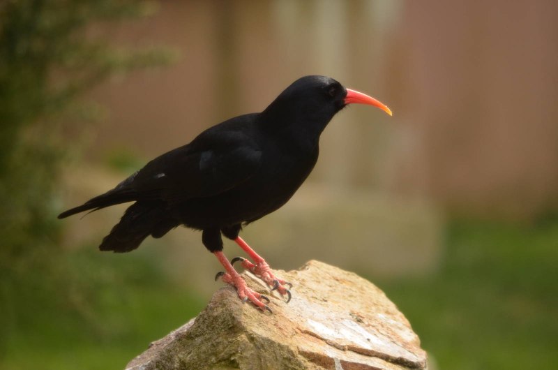 Корнуоллская клушица