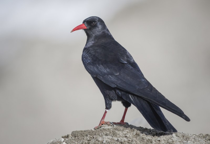 Клушица (Pyrrhocorax Pyrrhocorax)
