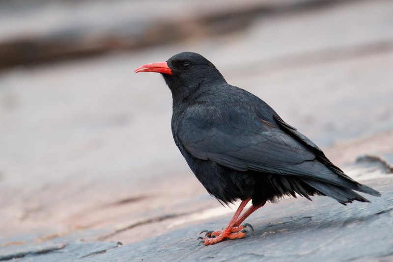 Клушица (Pyrrhocorax Pyrrhocorax)