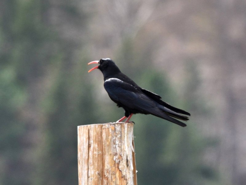 Pyrrhocorax Pyrrhocorax