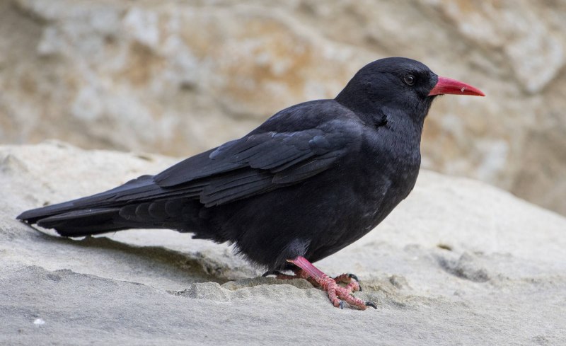Клушица (Pyrrhocorax Pyrrhocorax)