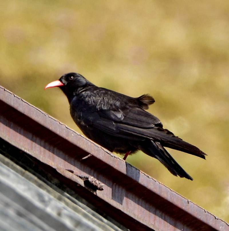 Pyrrhocorax Pyrrhocorax