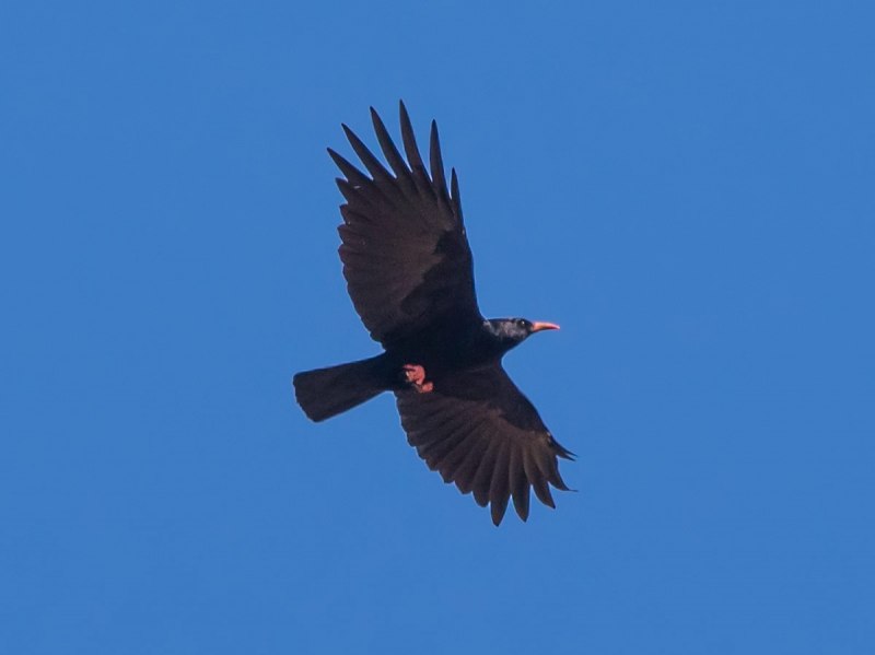 Pyrrhocorax Pyrrhocorax