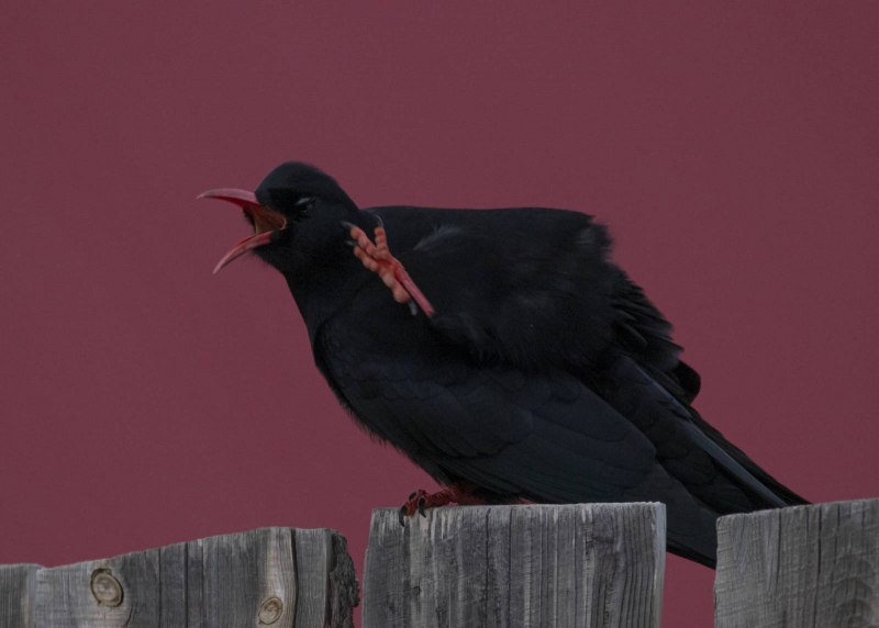 Клушица (Pyrrhocorax Pyrrhocorax)