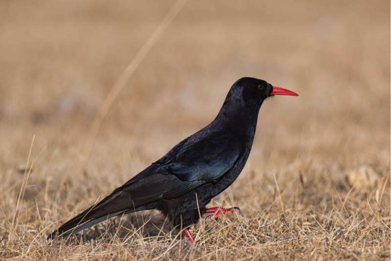 Клушица (Pyrrhocorax Pyrrhocorax)