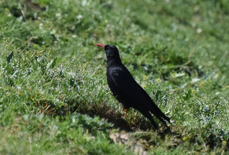 Pyrrhocorax Pyrrhocorax
