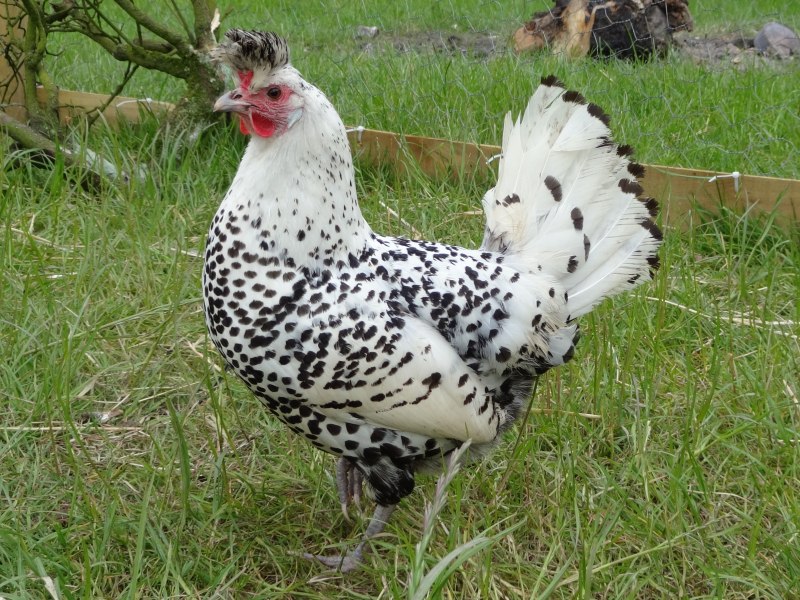 Куры Доминант gs459