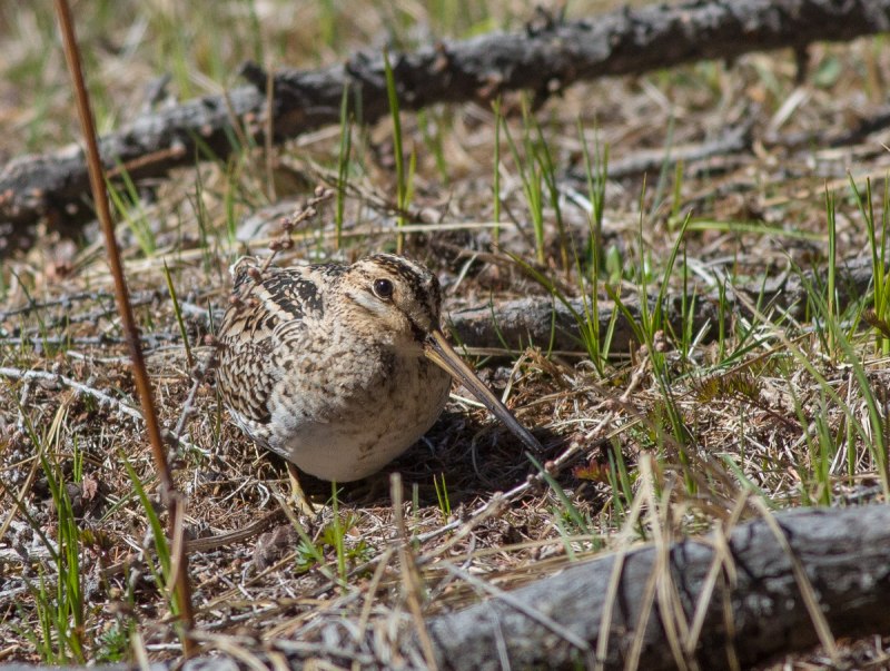 Птица с длинным носом, Snipe