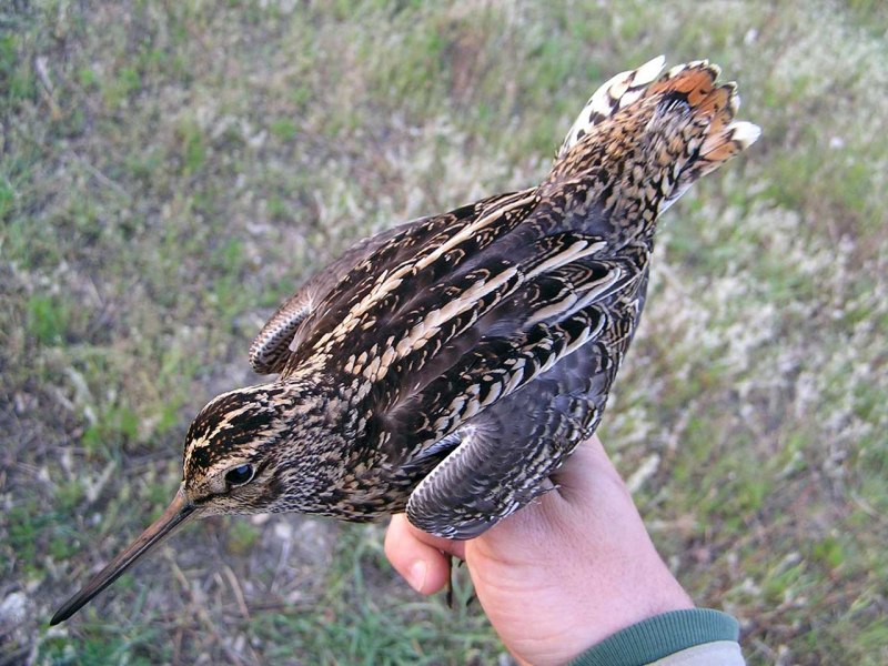 Дупель Gallinago Media