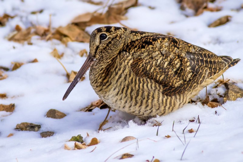 Swinhoe's Snipe, Gallinago Megala,