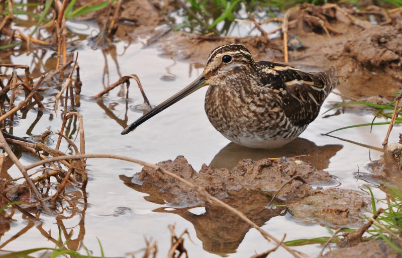 Горный дупель (Gallinago solitaria)