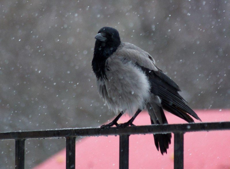 Кузгун Kuzgun ворон