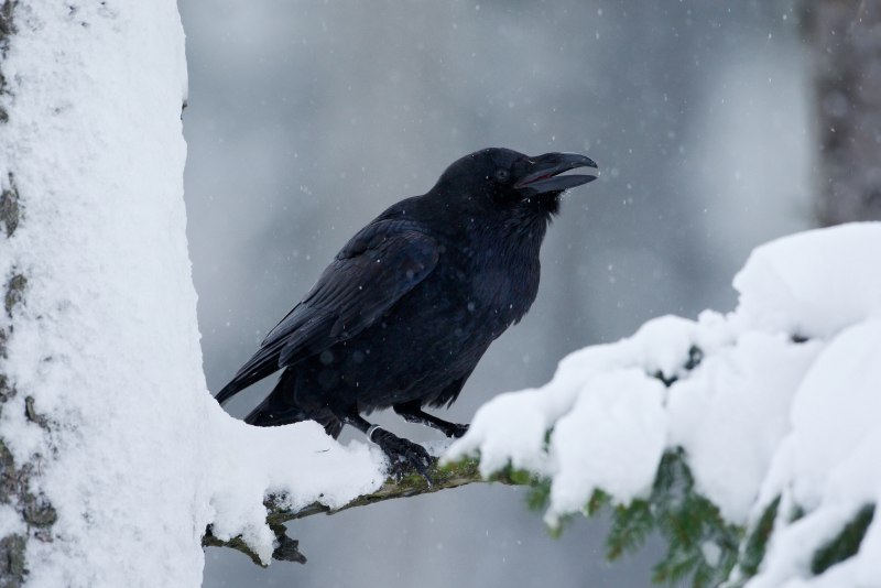 Ворон Corvus Corax