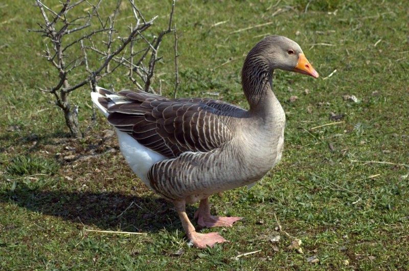 Cargo Goslings