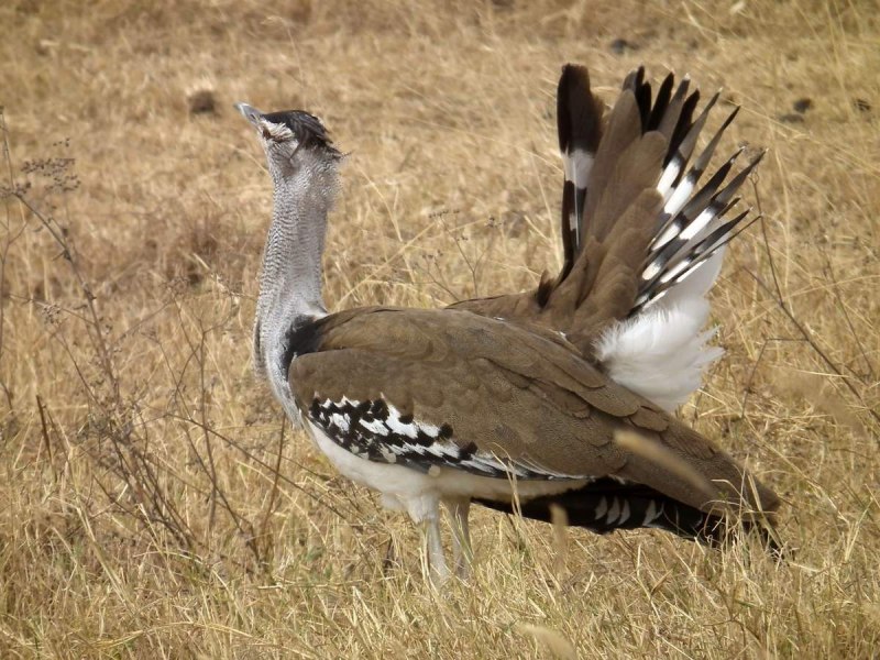Джек (chlamydotis undulata