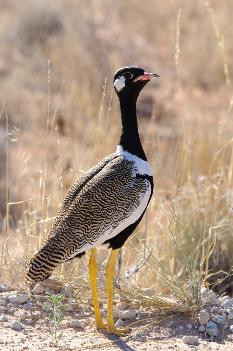 Great indian Bustard