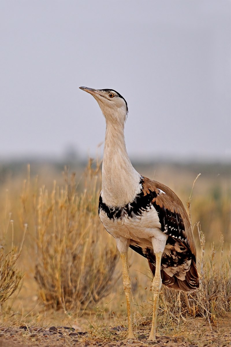 Afrotis afraoides