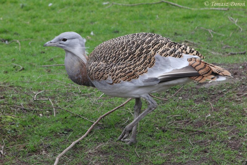 Ardeotis Australis