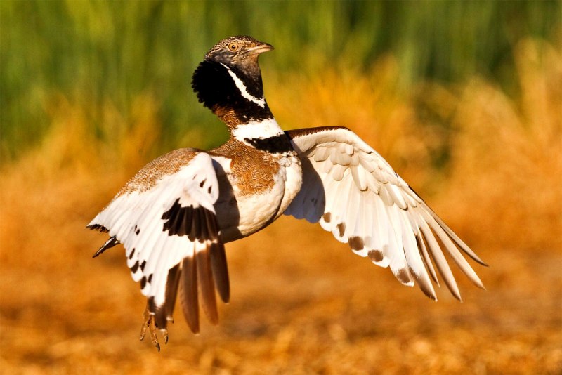 Bustard mem
