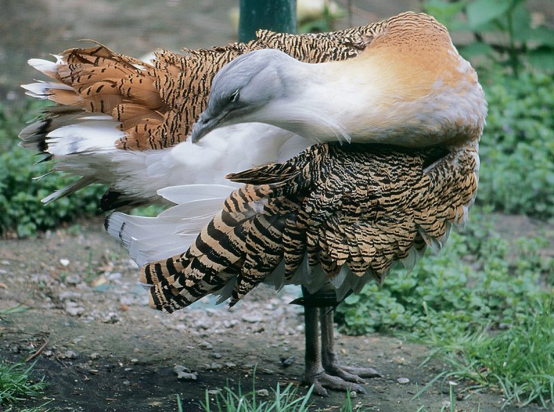 Индийская большая Дрофа