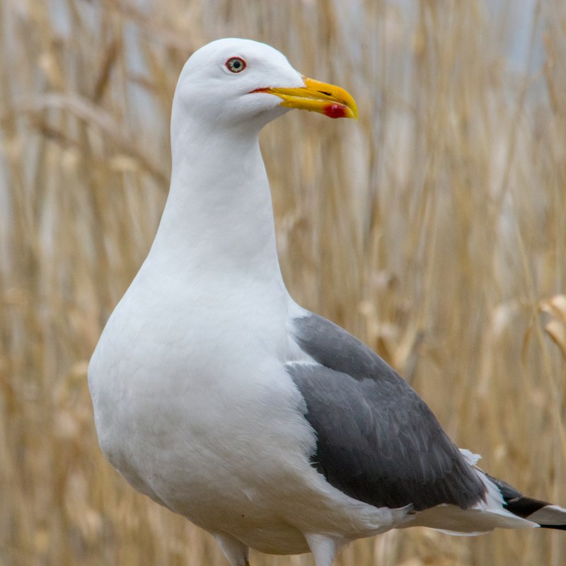 Larus heuglini