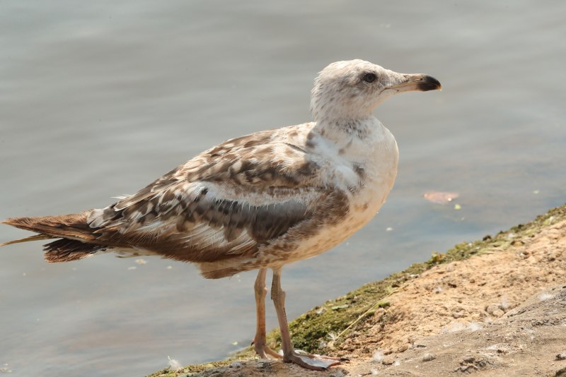 Морская Чайка Larus Marinus