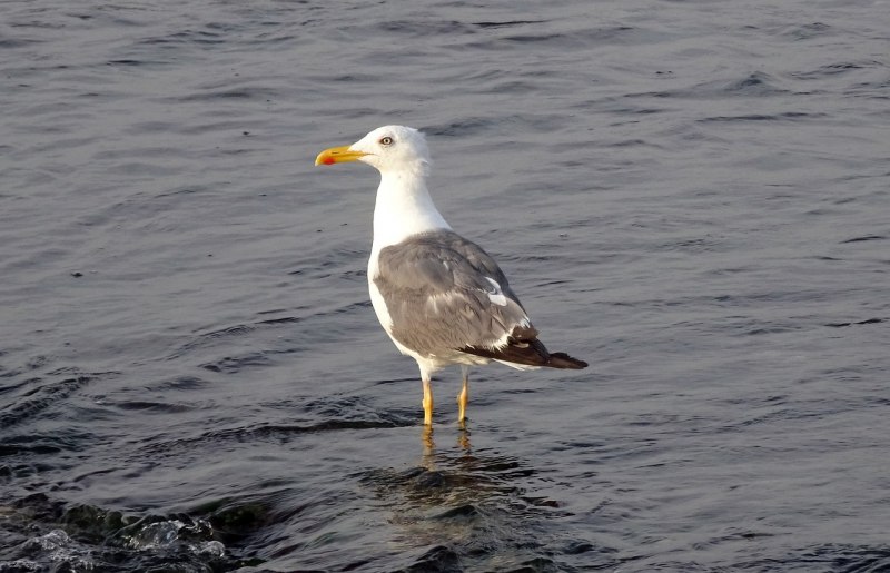 Larus heuglini