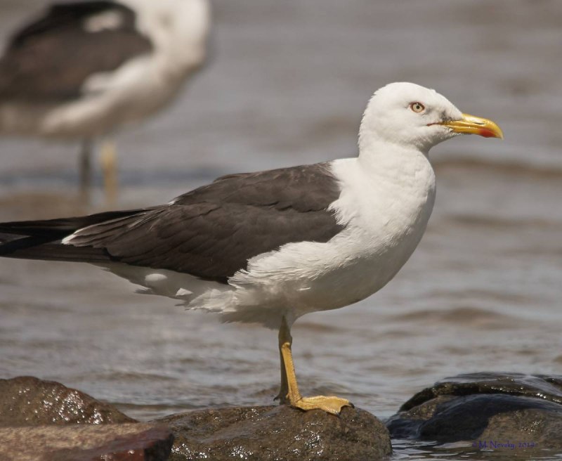 Клуша Larus fuscus