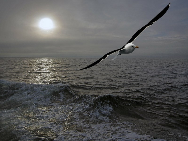 Морская Чайка Larus Marinus great Black-backed Gull