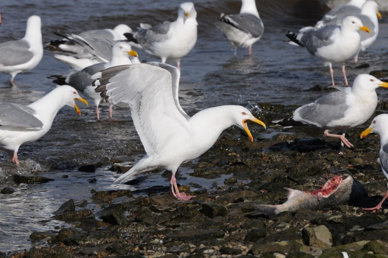 Чайка (Larus)