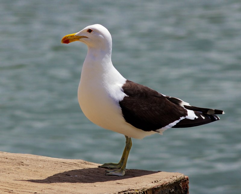 Larus smithsonianus