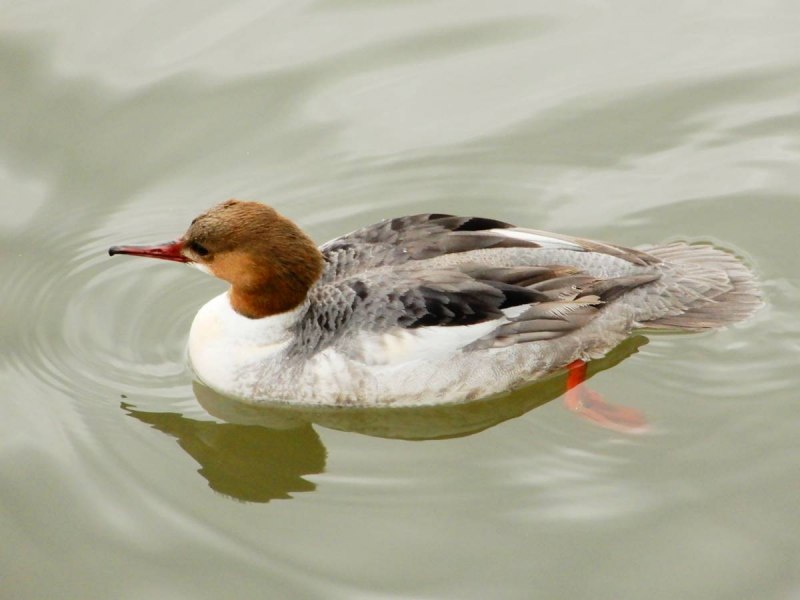Большой крохаль Mergus Merganser