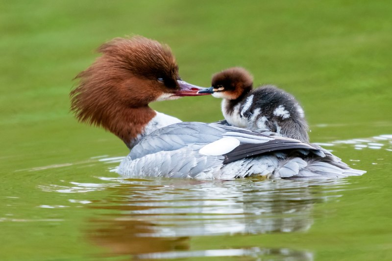 Большой крохаль Mergus Merganser