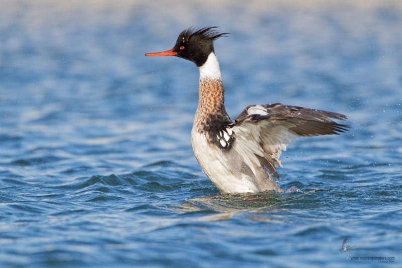 Птица Red-breasted Merganser