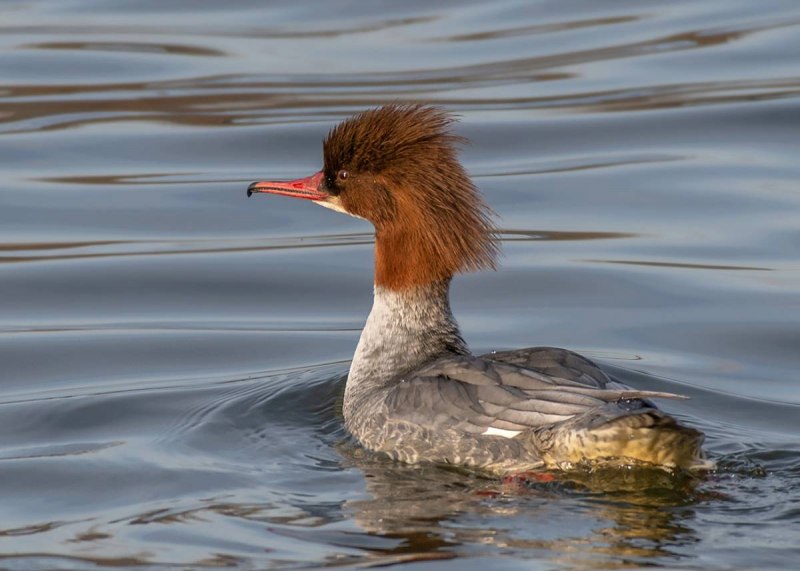 Большой крохаль Mergus Merganser