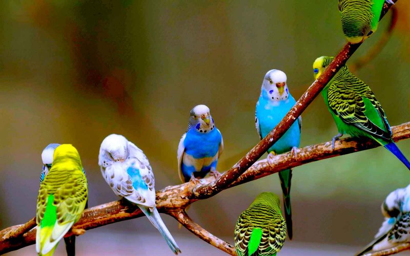 Попугайчик волнистый (Melopsittacus undulatus)