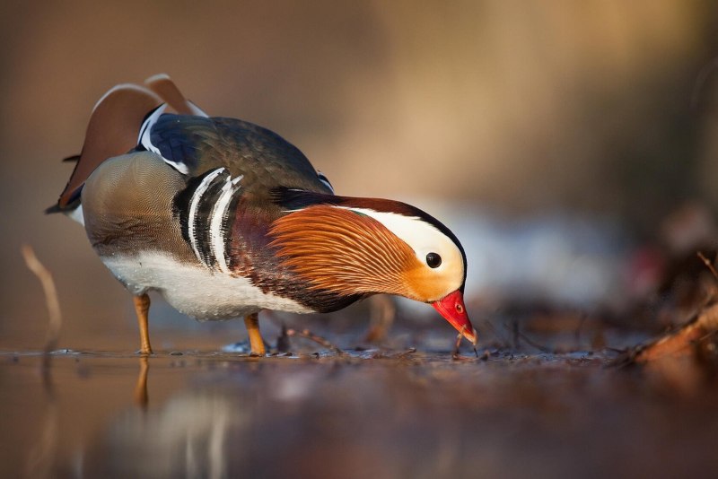 Мандаринка Aix galericulata