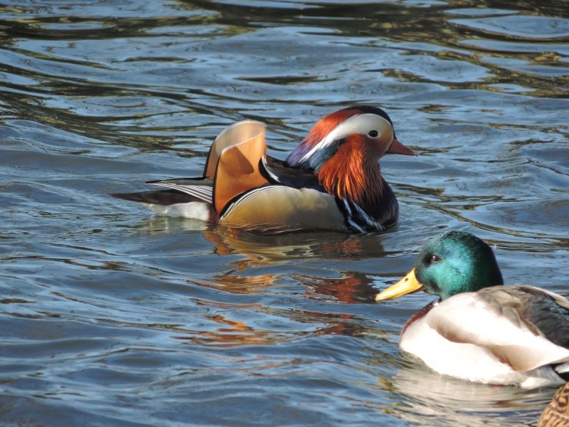 «Утка Мандаринка (Aix galericulata