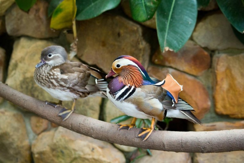 Mandarina Duck Bird