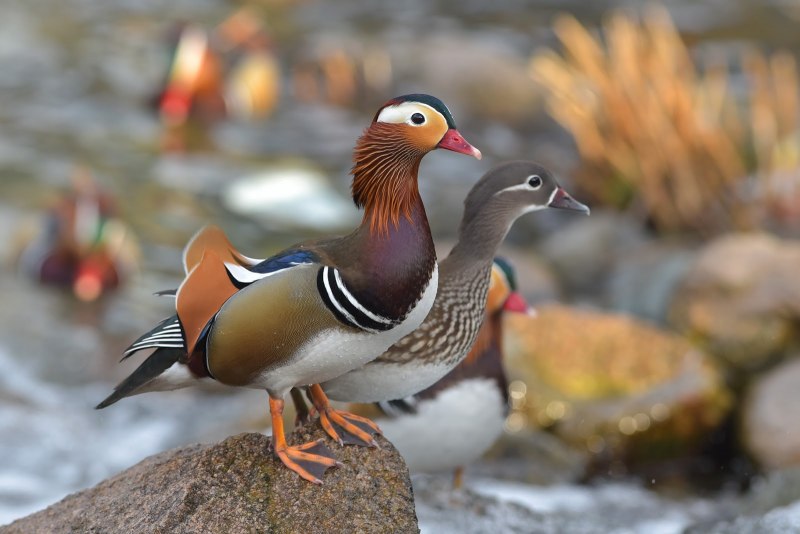 «Утка Мандаринка (Aix galericulata