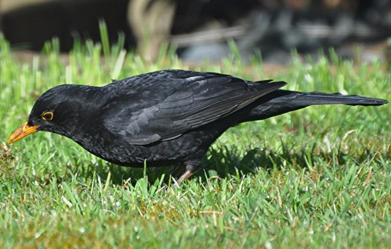 Turdus Merula группа