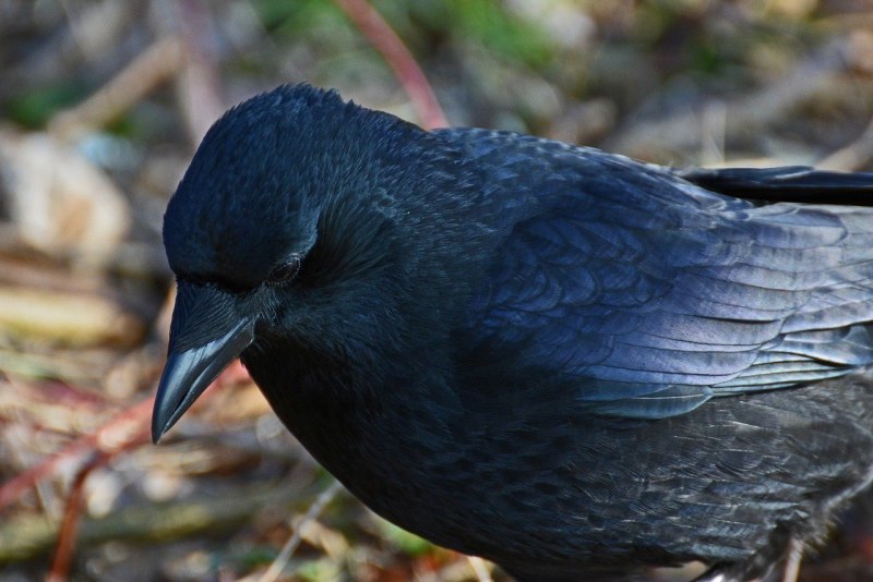 Австралийский Кулик-сорока / Haematopus fuliginosus